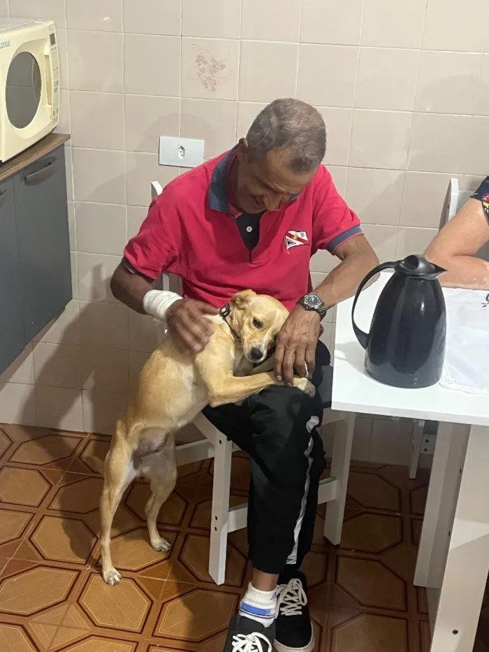Cachorro raça SRD-ViraLata idade 2 anos nome Mili
