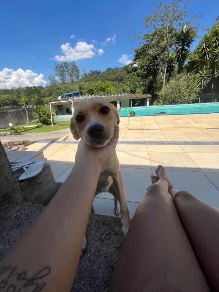 Cachorro raça SRD-ViraLata idade 2 anos nome Mili