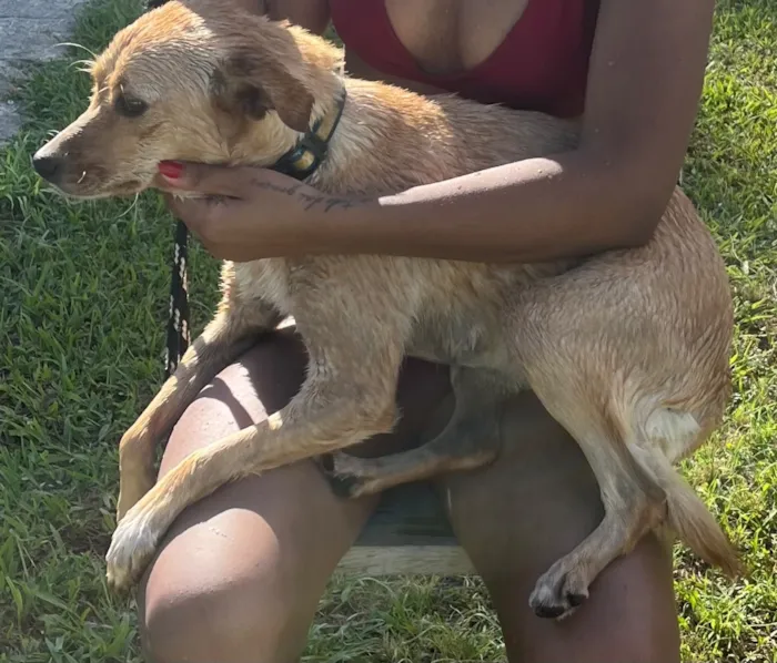 Cachorro raça SRD-ViraLata idade 2 anos nome Mili