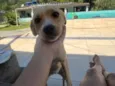 Mili