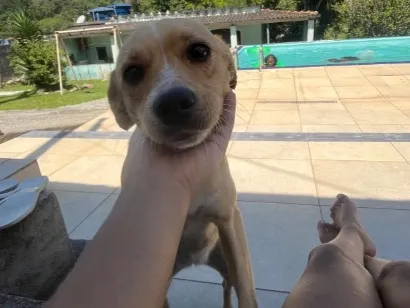 Cachorro raça SRD-ViraLata idade 2 anos nome Mili