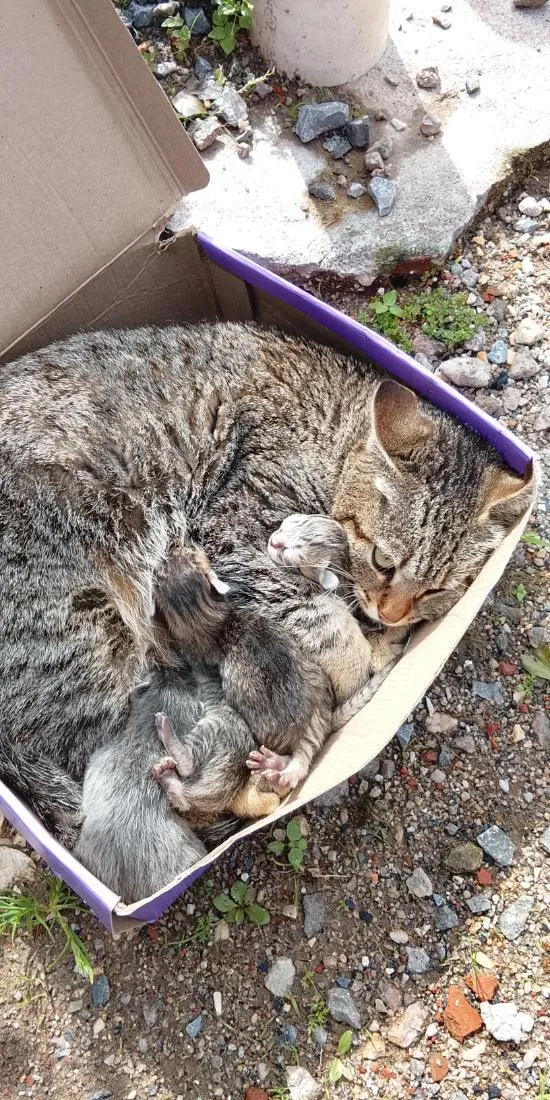 Gato raça SRD-ViraLata idade Abaixo de 2 meses nome não tem 