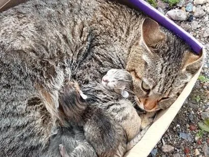 Gato raça SRD-ViraLata idade Abaixo de 2 meses nome não tem 