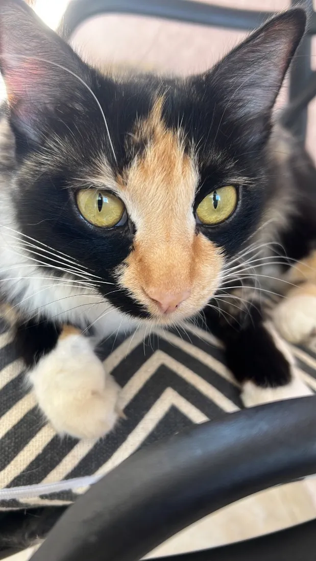 Gato raça SRD-ViraLata idade 2 anos nome Lindinha