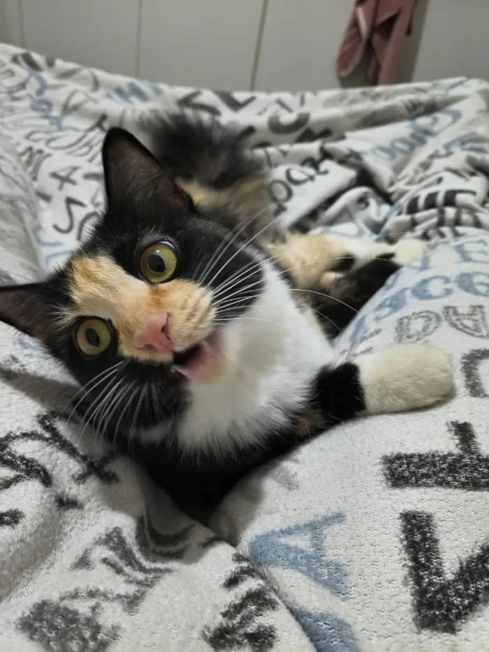 Gato raça SRD-ViraLata idade 2 anos nome Lindinha