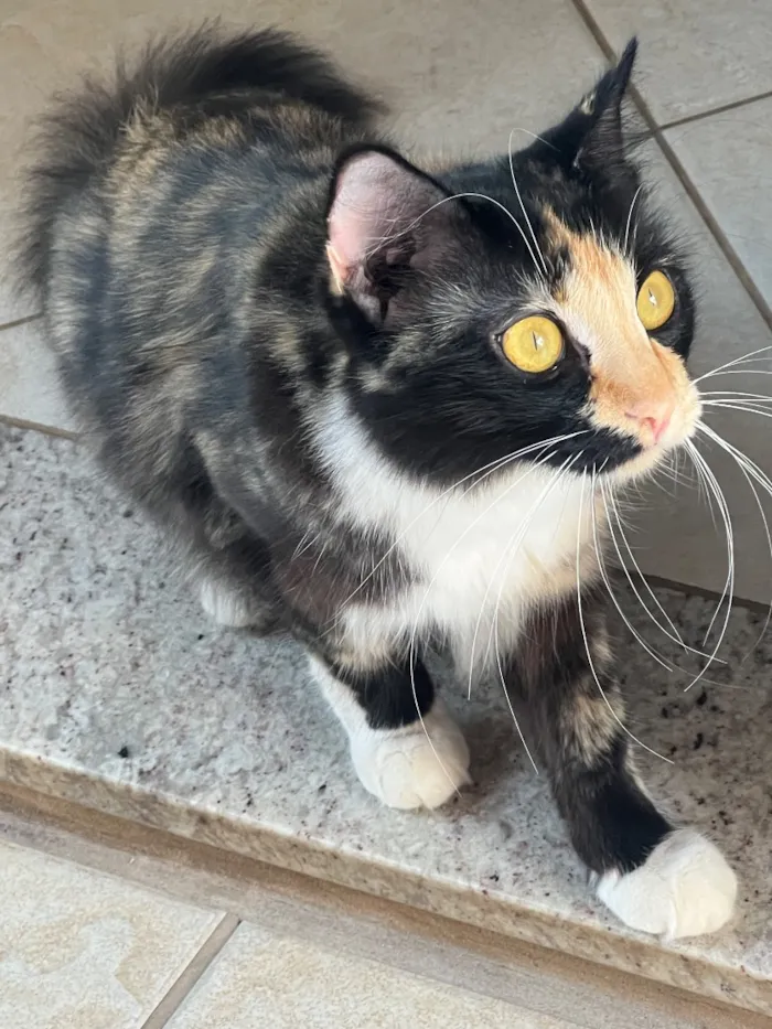 Gato raça SRD-ViraLata idade 2 anos nome Lindinha
