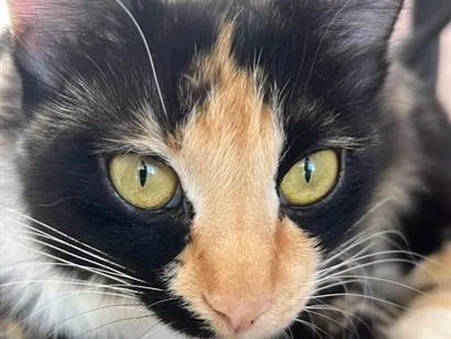 Gato raça SRD-ViraLata idade 2 anos nome Lindinha