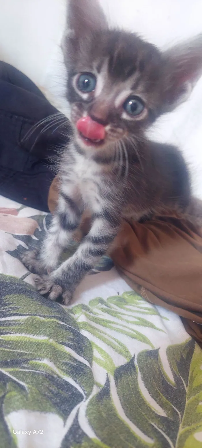 Gato raça SRD-ViraLata idade Abaixo de 2 meses nome Dalva