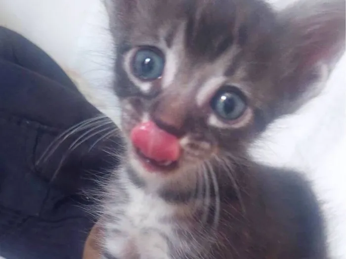 Gato raça SRD-ViraLata idade Abaixo de 2 meses nome Dalva