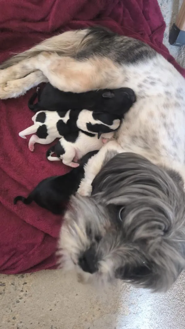 Cachorro raça Shitzu idade Abaixo de 2 meses nome Doguinhos 