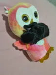 Doguinhos 
