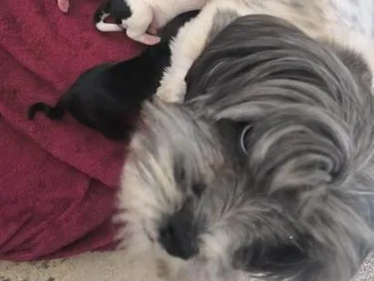Cachorro raça Shitzu idade Abaixo de 2 meses nome Doguinhos 