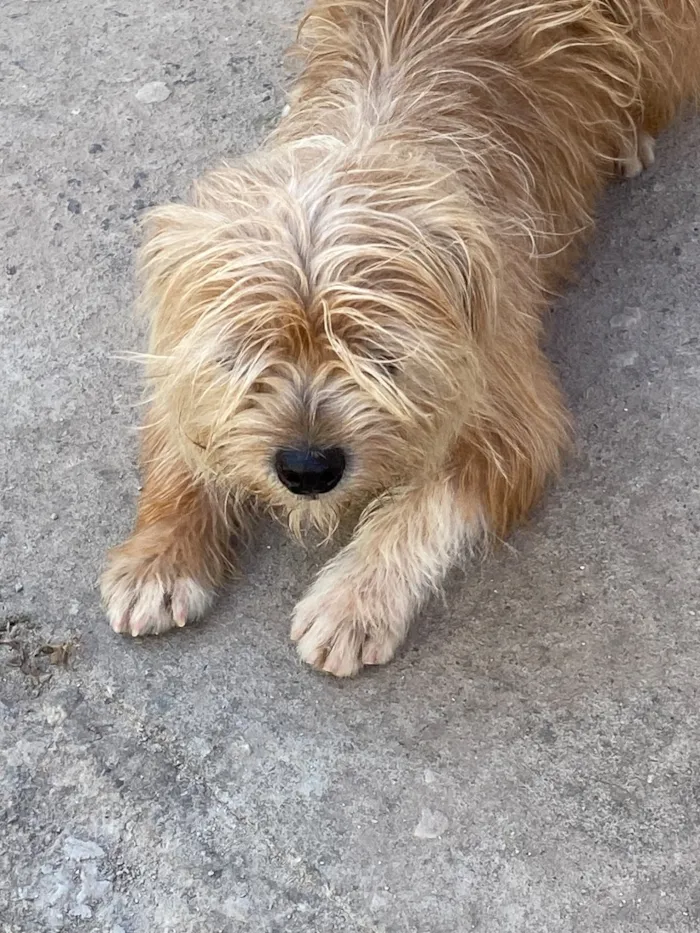 Cachorro raça SRD-ViraLata idade 6 ou mais anos nome Fred
