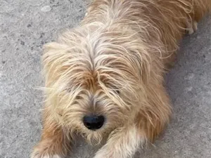 Cachorro raça SRD-ViraLata idade 6 ou mais anos nome Fred