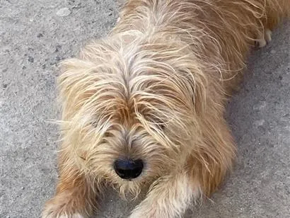 Cachorro raça SRD-ViraLata idade 6 ou mais anos nome Fred