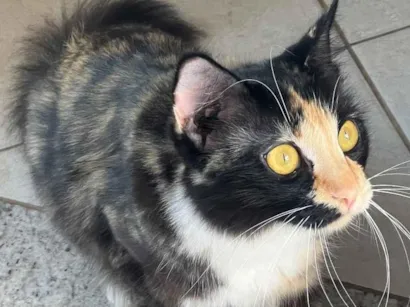 Gato raça SRD-ViraLata idade 2 anos nome Lindinha