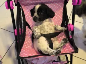 Cachorro raça Shitzu idade Abaixo de 2 meses nome Doguinhos 