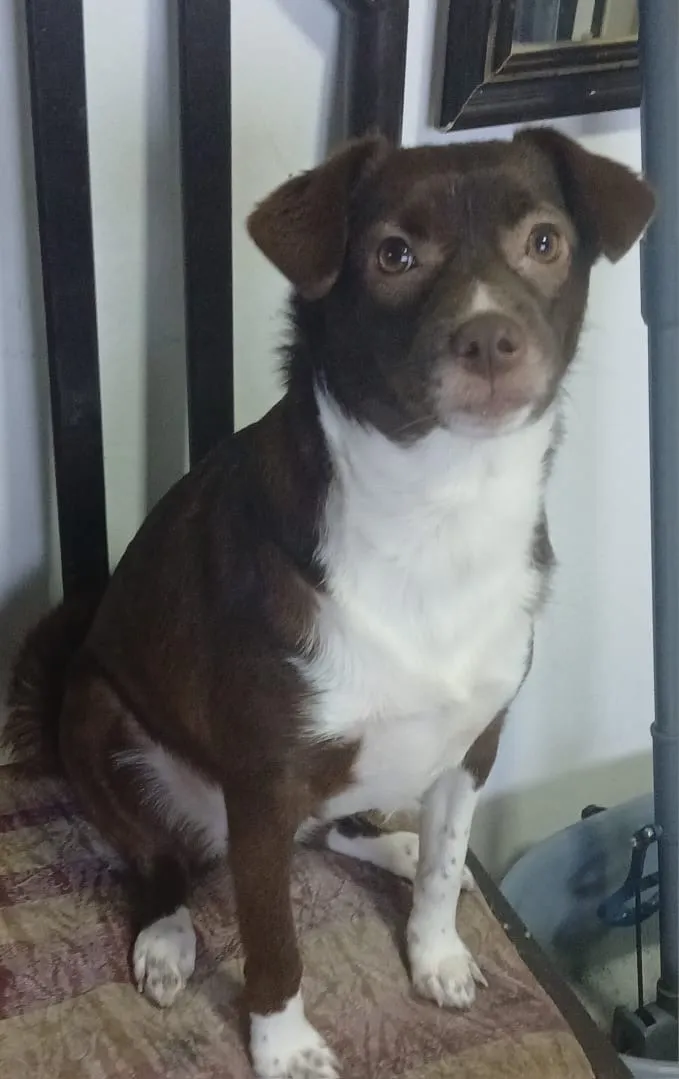 Cachorro raça SRD-ViraLata idade 1 ano nome Vitória
