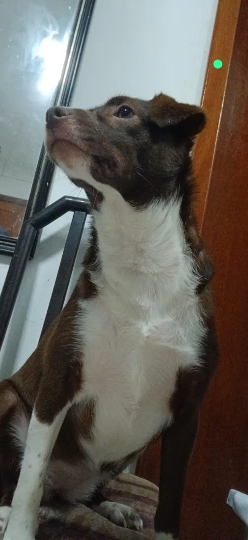 Cachorro raça SRD-ViraLata idade 1 ano nome Vitória