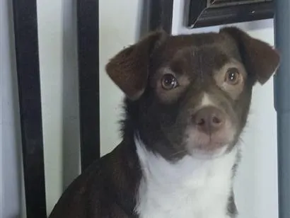 Cachorro raça SRD-ViraLata idade 1 ano nome Vitória