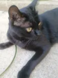 Nininha