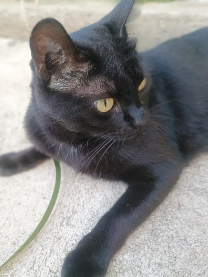 Gato raça SRD-ViraLata idade 1 ano nome Nininha