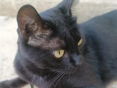 Gato raça SRD-ViraLata idade 1 ano nome Nininha