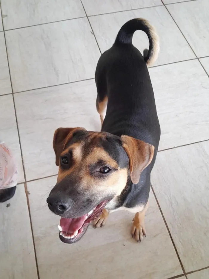 Cachorro raça SRD-ViraLata idade 2 anos nome Bituca