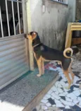 Bituca