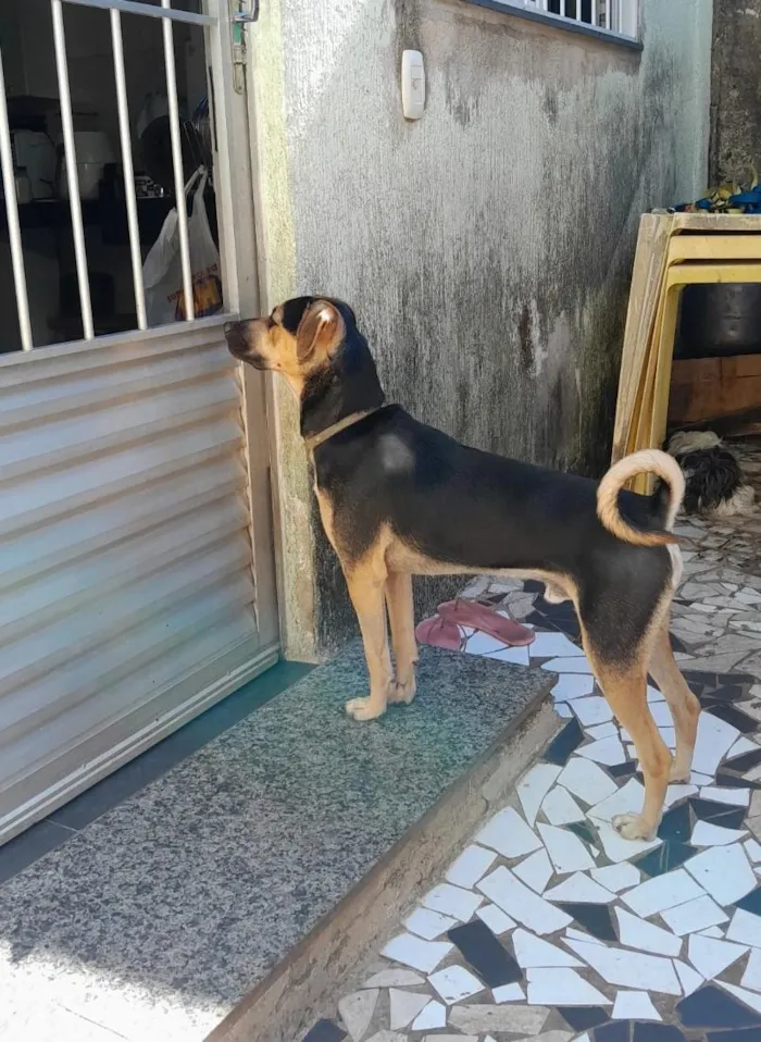 Cachorro raça SRD-ViraLata idade 2 anos nome Bituca