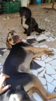 Bituca