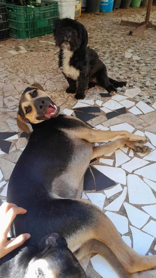 Cachorro raça SRD-ViraLata idade 2 anos nome Bituca