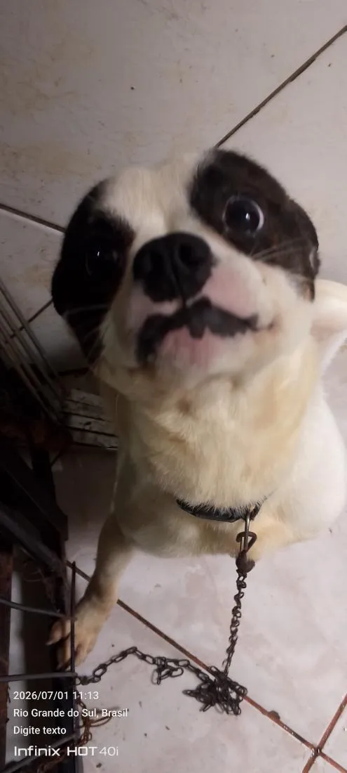 Cachorro raça SRD-ViraLata idade 1 ano nome Rubble