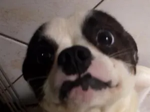 Cachorro raça SRD-ViraLata idade 1 ano nome Rubble