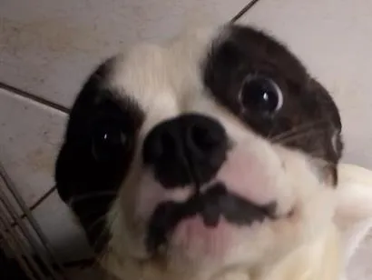 Cachorro raça SRD-ViraLata idade 1 ano nome Rubble