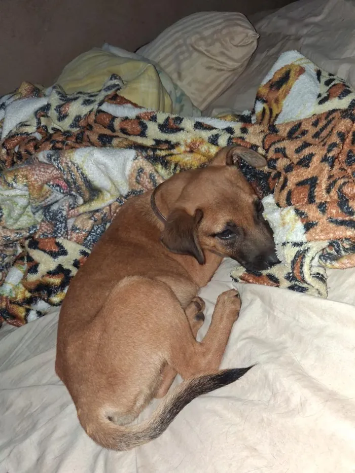 Cachorro raça SRD-ViraLata idade 2 a 6 meses nome Ted