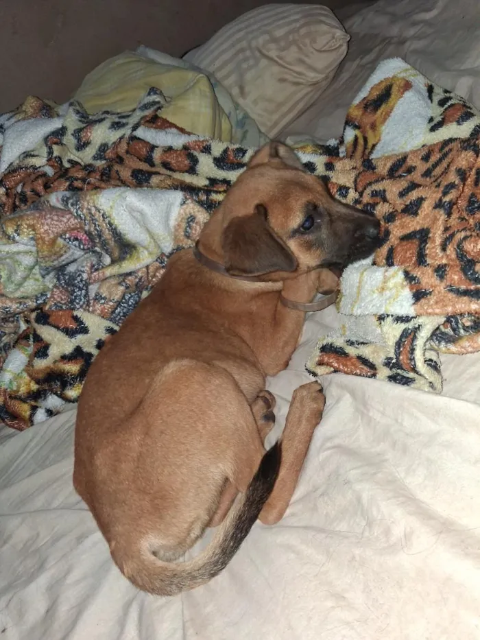 Cachorro raça SRD-ViraLata idade 2 a 6 meses nome Ted