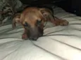 Ted