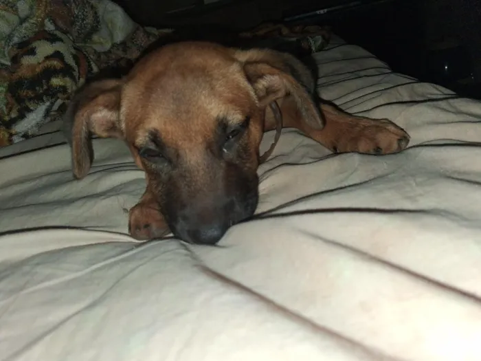 Cachorro raça SRD-ViraLata idade 2 a 6 meses nome Ted