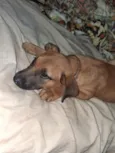 Ted