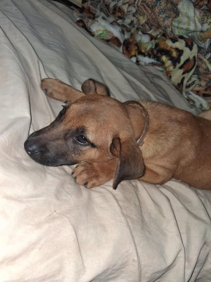 Cachorro raça SRD-ViraLata idade 2 a 6 meses nome Ted