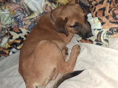 Cachorro raça SRD-ViraLata idade 2 a 6 meses nome Ted