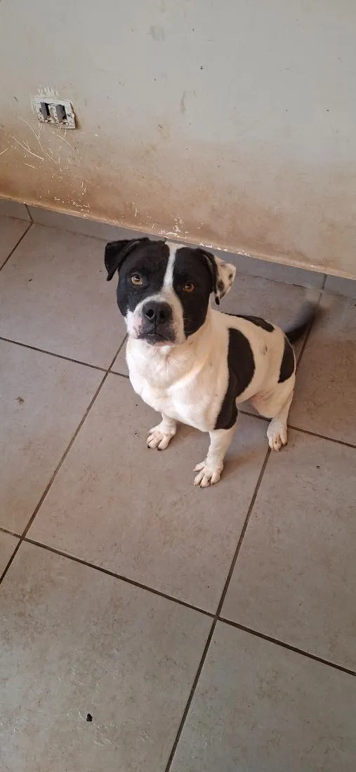 Cachorro raça SRD-ViraLata idade 5 anos nome Zeus