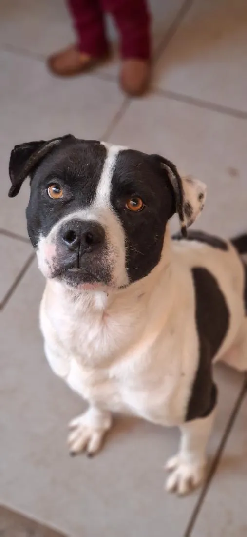 Cachorro raça SRD-ViraLata idade 5 anos nome Zeus