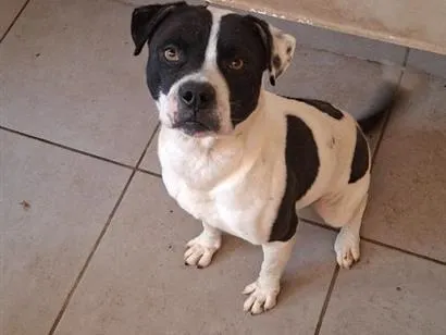 Cachorro raça SRD-ViraLata idade 5 anos nome Zeus