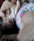 Laika