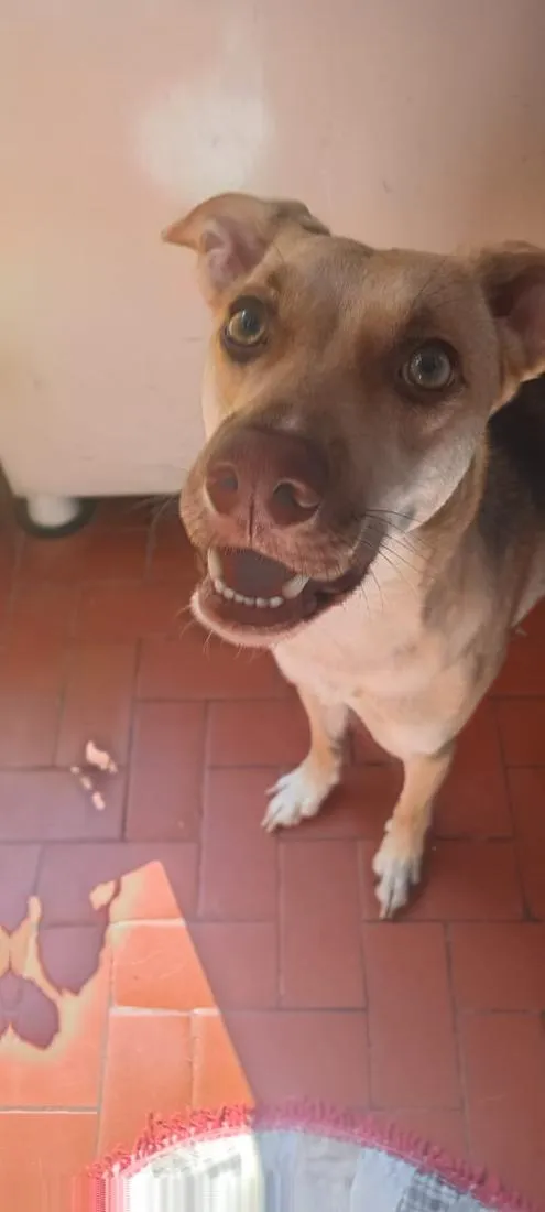 Cachorro raça SRD-ViraLata idade 1 ano nome Laika