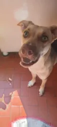 Laika
