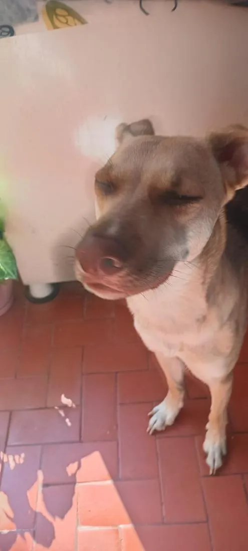 Cachorro raça SRD-ViraLata idade 1 ano nome Laika