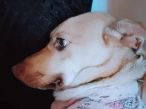 Cachorro raça SRD-ViraLata idade 1 ano nome Laika
